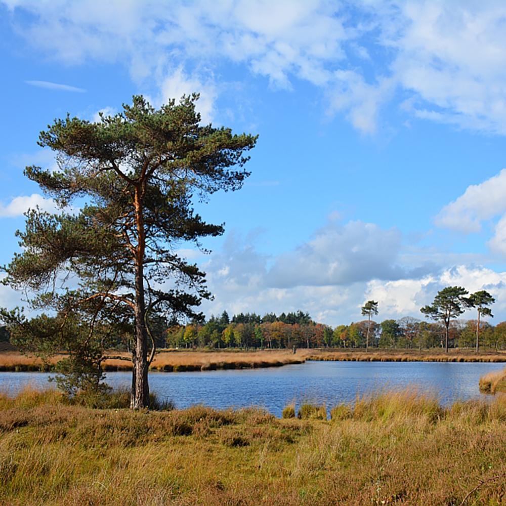 B&B Mooi Magnolia, Wijchen, in de omgeving voldoende activiteiten zoals Overasseltse en Hatertse Vennen.